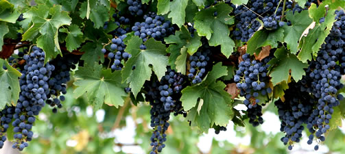 A picture of "red" (actually blue) grapes on a green vine.