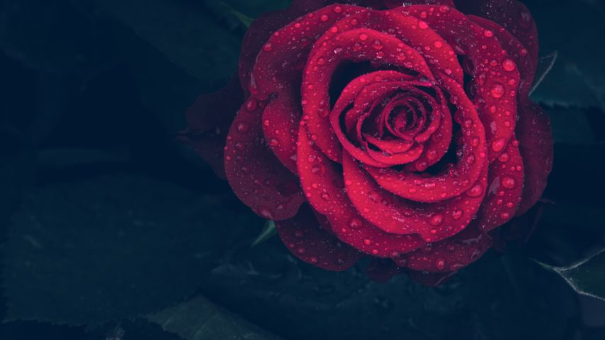 Picture of a red rose, wet with rain drops coming out of the darkness.