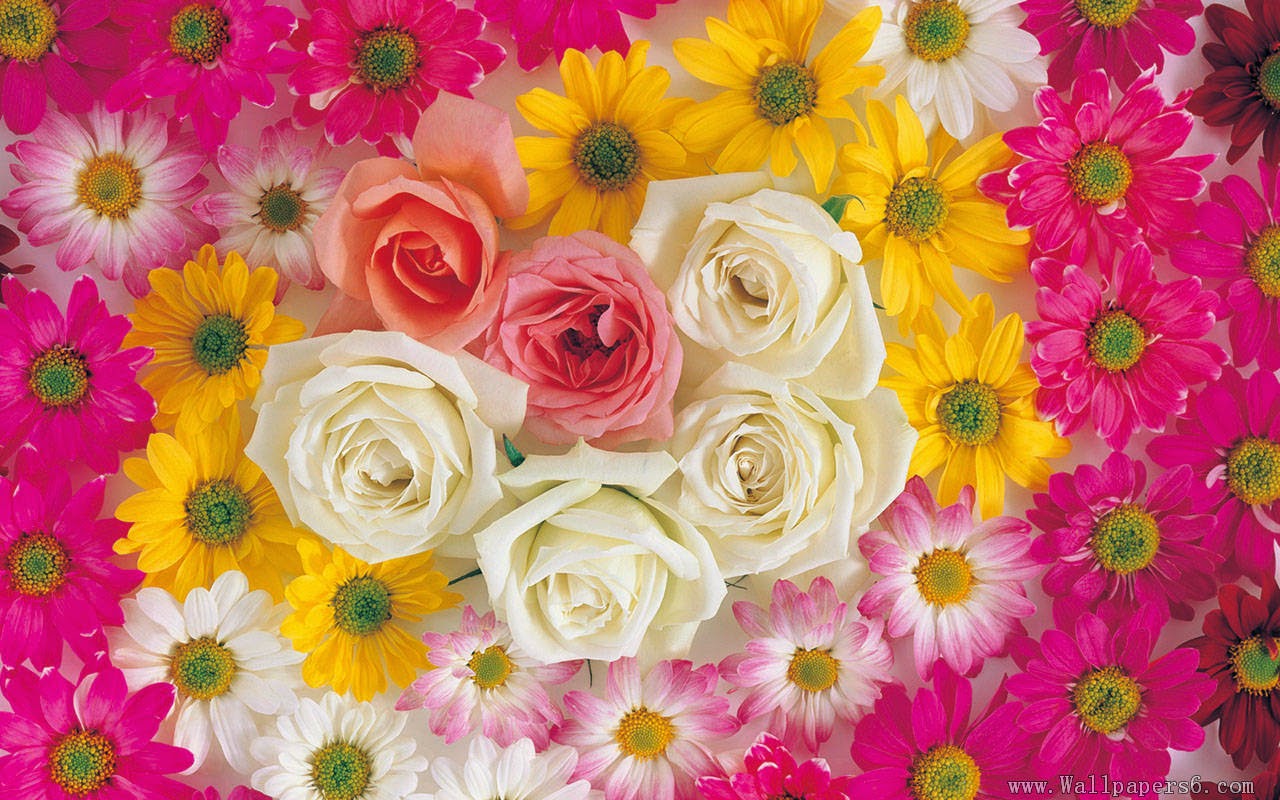An image of flowers yellow, pink, and white. The varieties include roses and phlox flowers.