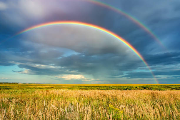 an image of a double rainbow over a field of grain.